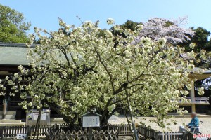 うこん桜「咲き中」