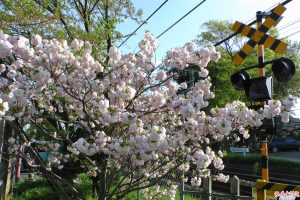 松月桜