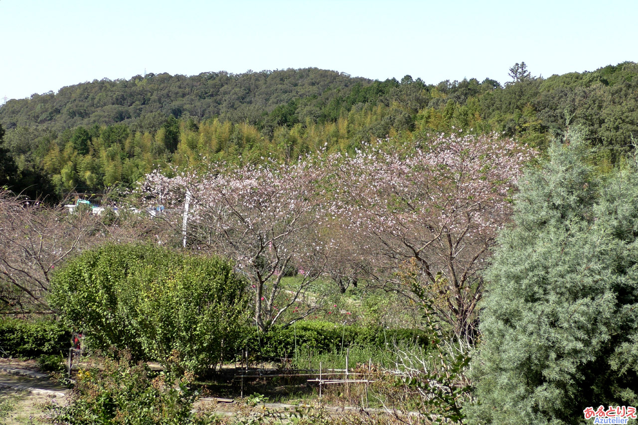 四季桜