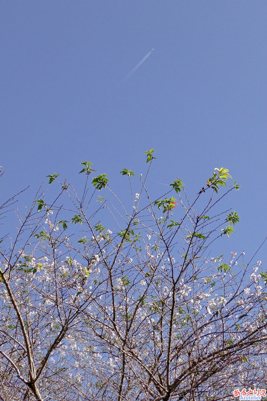 四季桜と飛行機雲