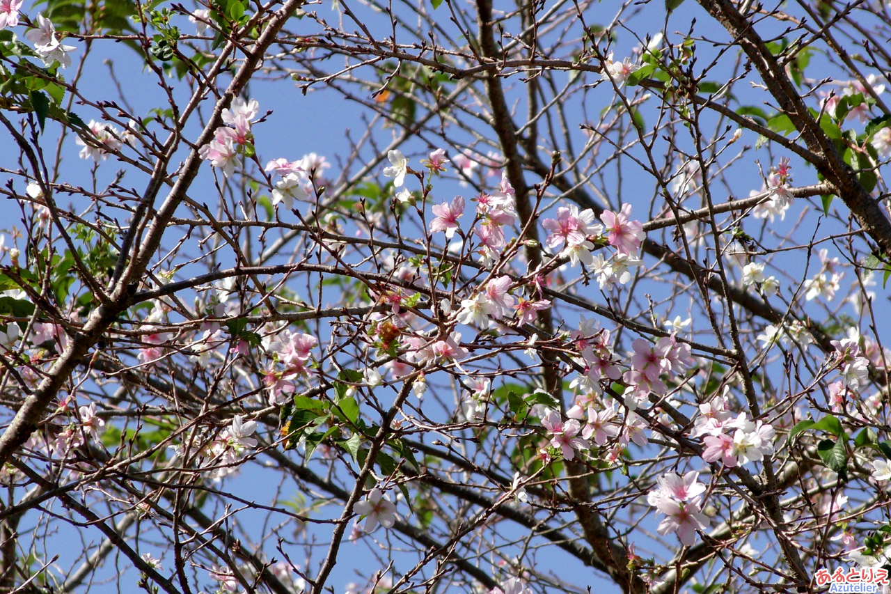 四季桜