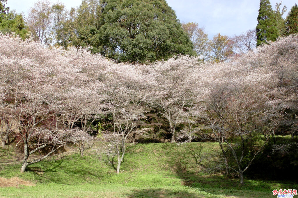 さんざ畑脇の四季桜