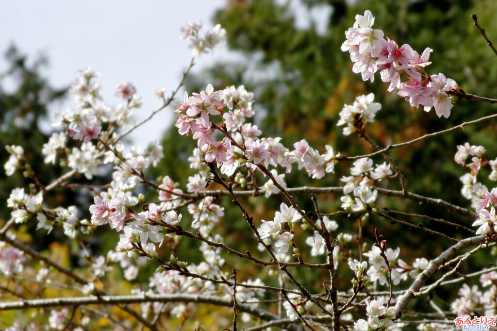 市場城址の四季桜