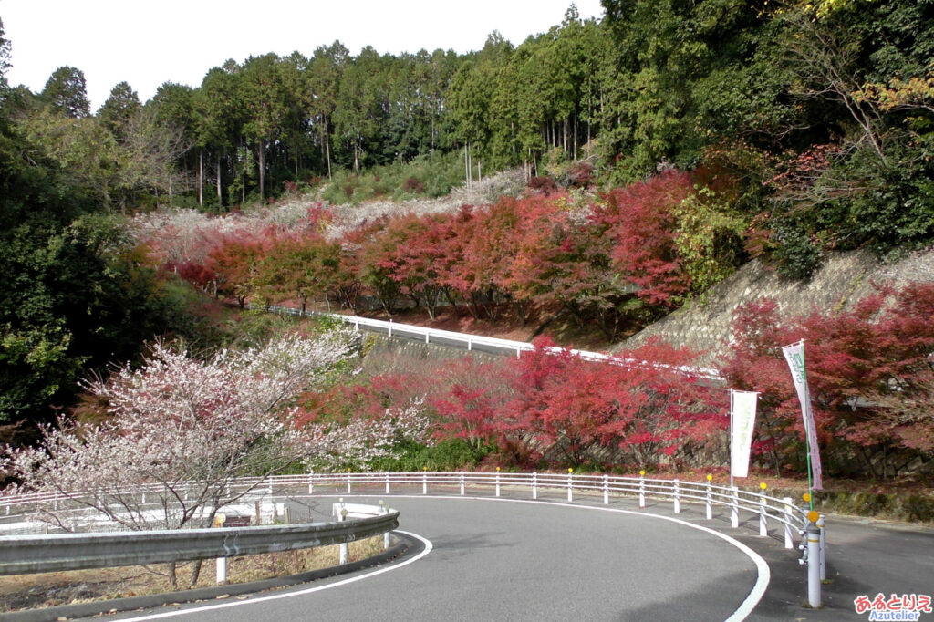 西運寺の入口