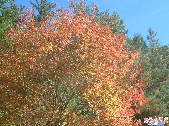 紅葉(伊勢神地区)