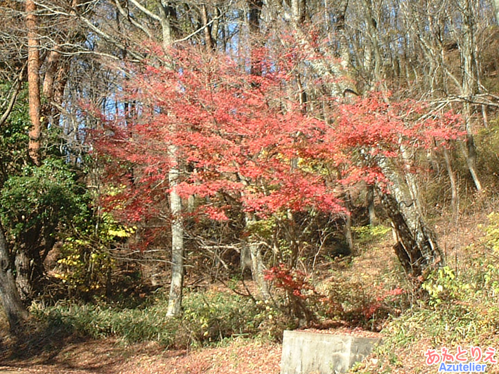 紅葉(伊勢神地区)