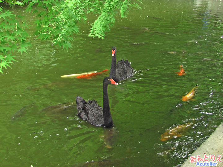 黒鳥夫婦