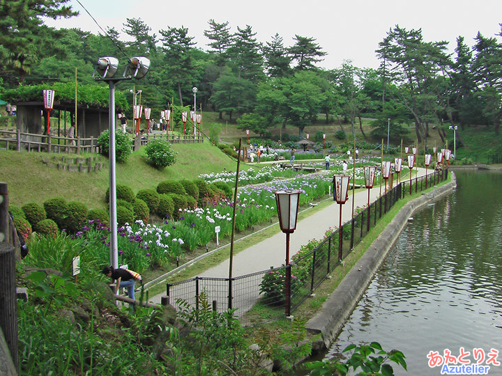 花菖蒲園