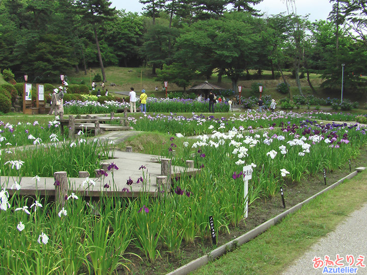 花菖蒲園