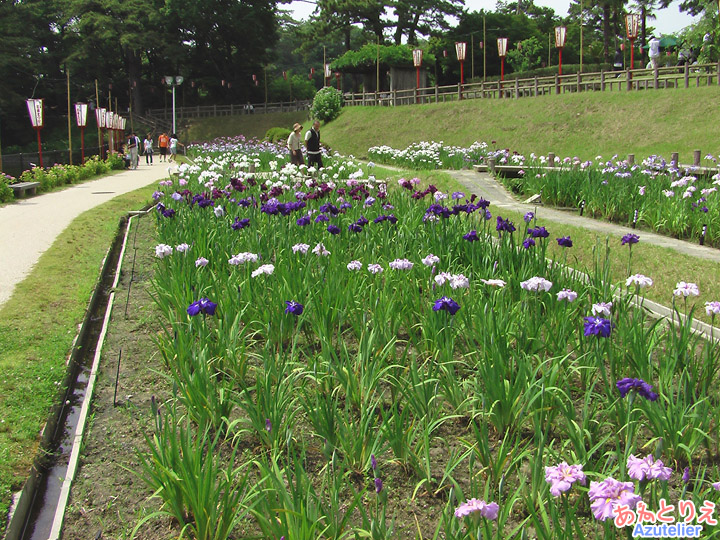 花菖蒲園