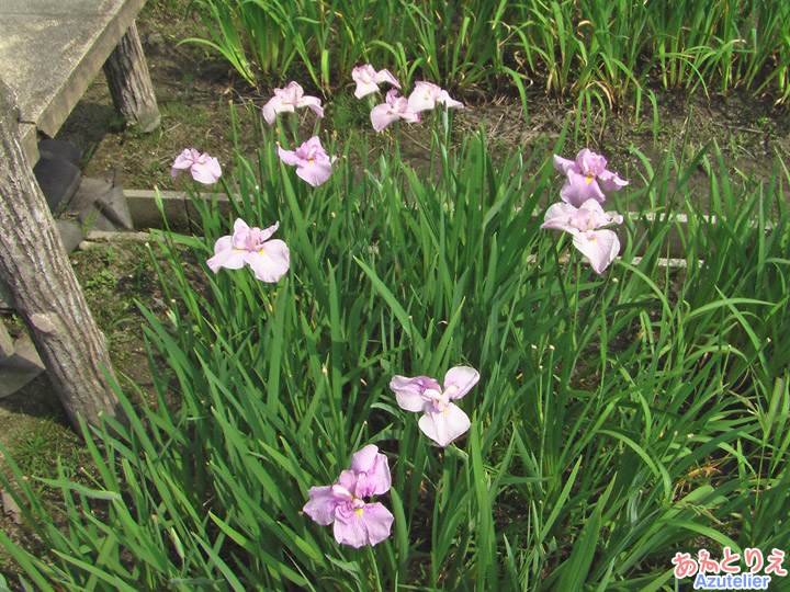 花菖蒲園