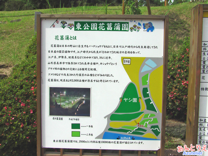 東公園花菖蒲園について