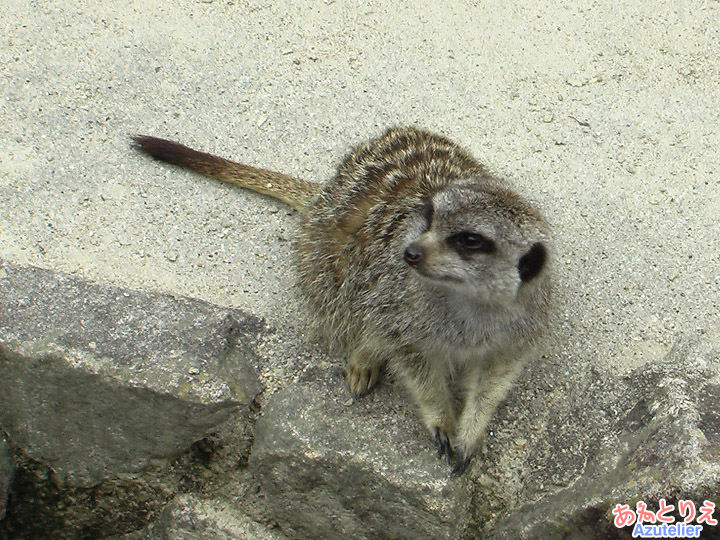 ミーアキャット