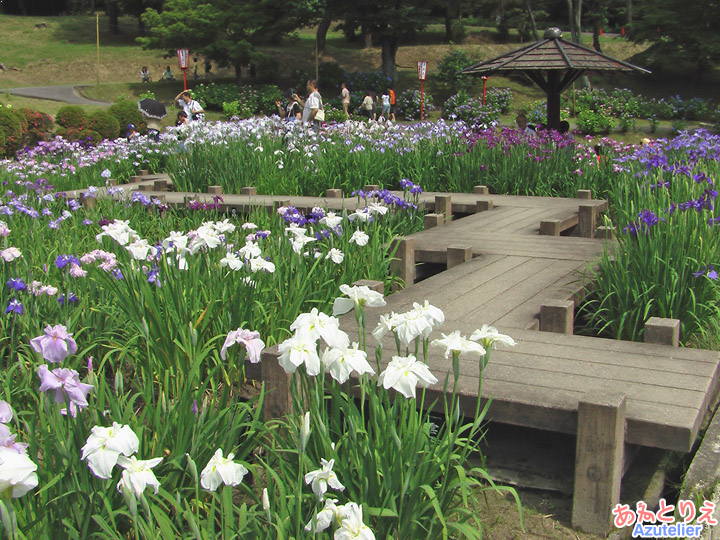 花菖蒲園