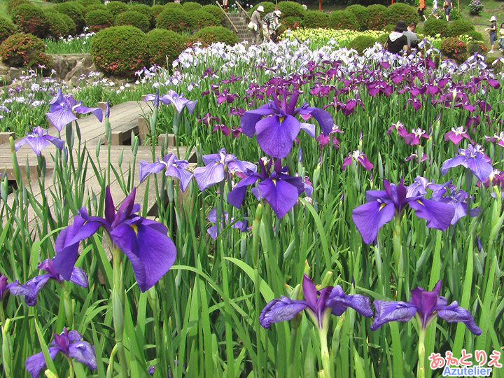 花菖蒲園