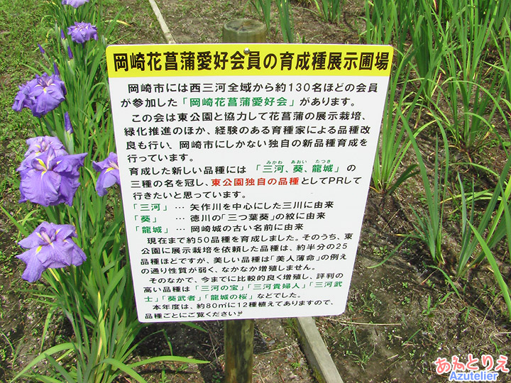 岡崎花菖蒲愛好会員の育成種展示圃場