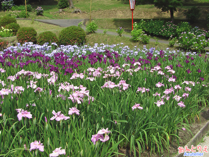 花菖蒲園