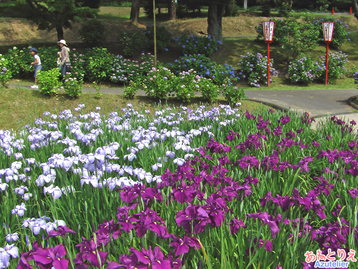 花菖蒲園