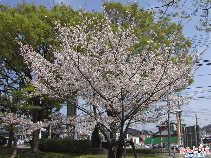 入口の桜一本木