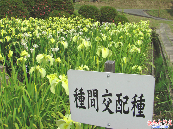 花菖蒲園