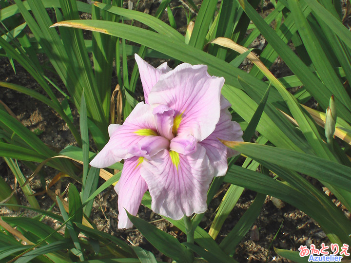 花菖蒲園