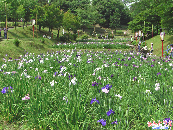 花菖蒲園