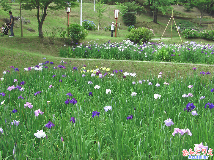 花菖蒲園