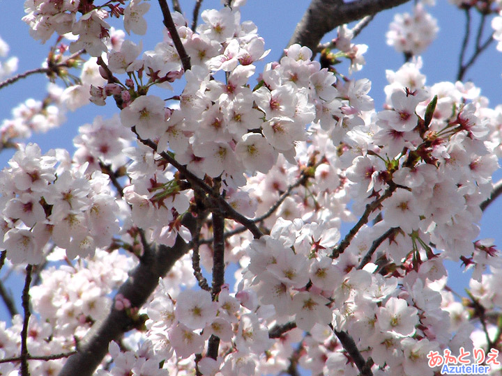 桜アップ