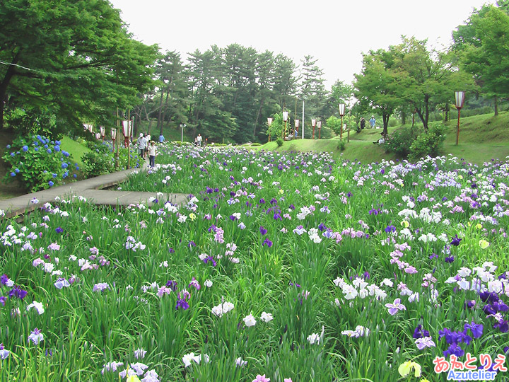 花菖蒲園