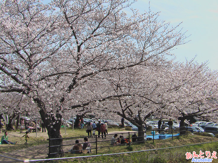 桜全景