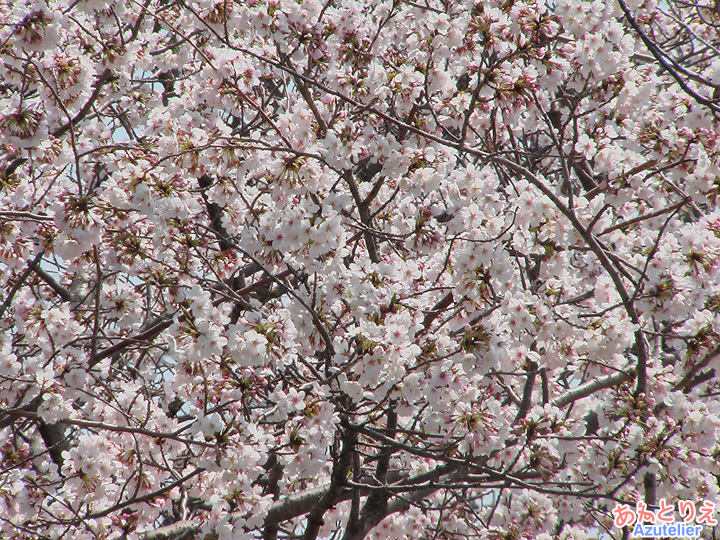 桜アップ