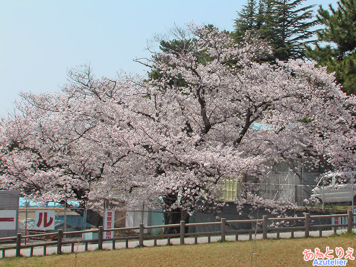 プールのそばの桜