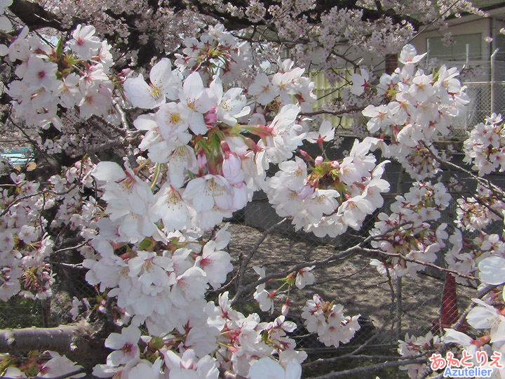 プールのそばの桜アップ