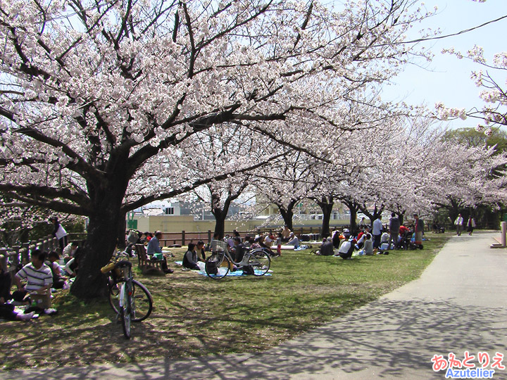 桜の下でお花見