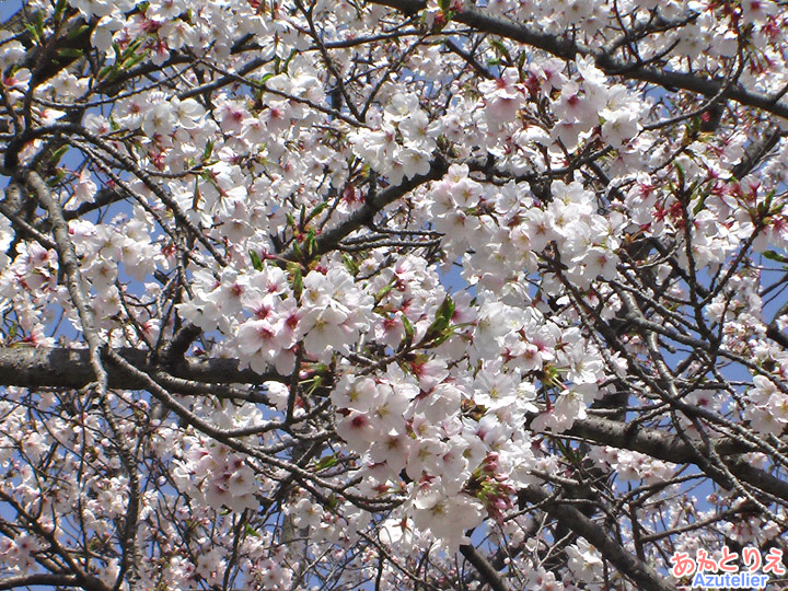 桜アップ