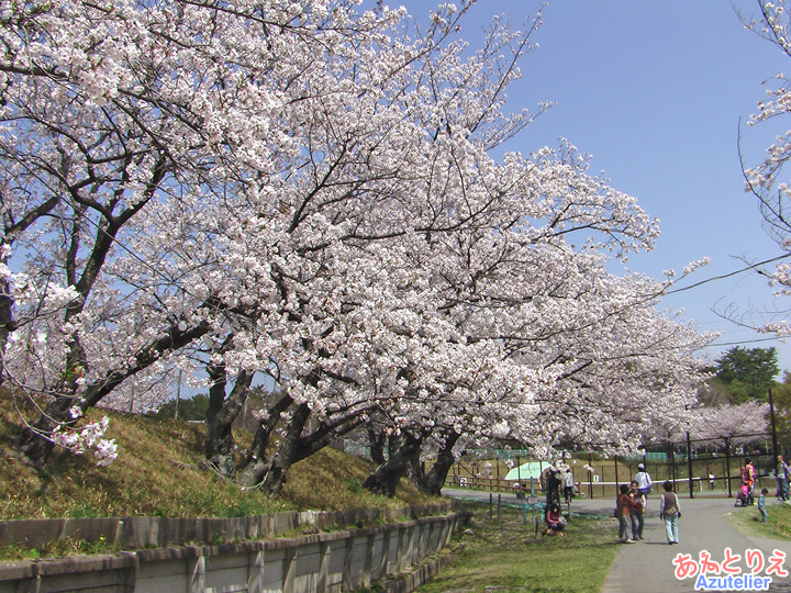 桜全景