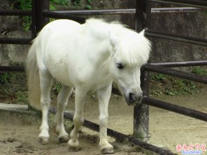 東公園 ウマ ミニチュアホース あずとりえ アトリエ Azu