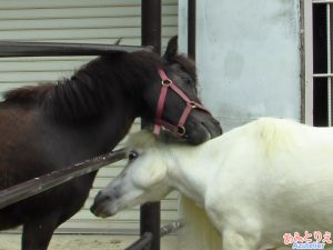 東公園 ウマ ミニチュアホース あずとりえ アトリエ Azu