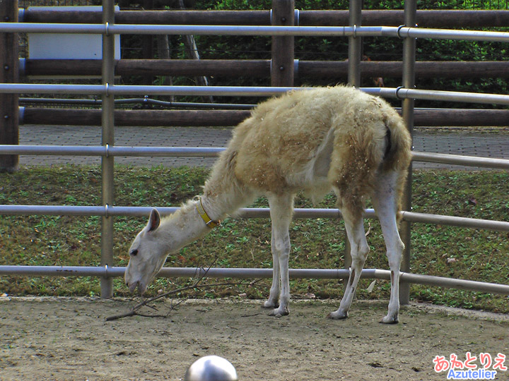 ラマ