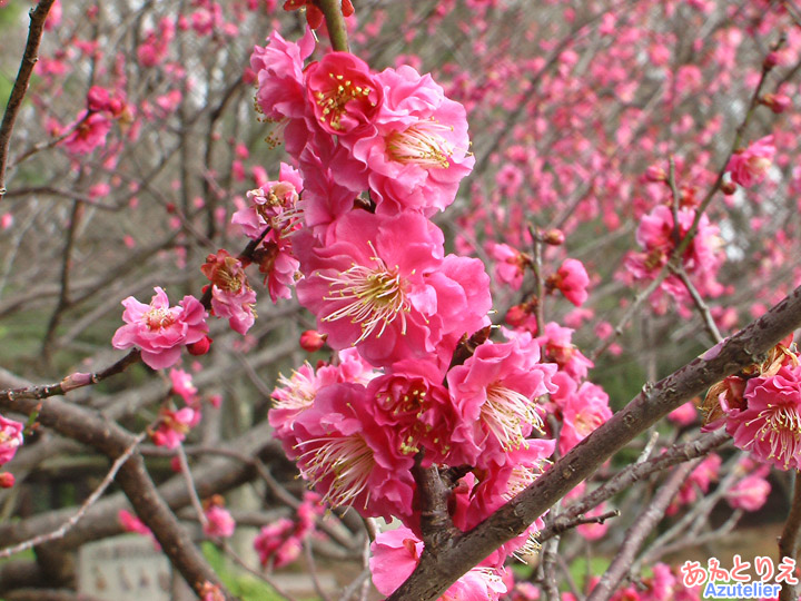 紅梅花アップ(葵梅林)