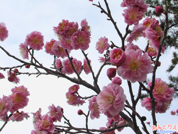 紅梅花アップ(葵梅林)