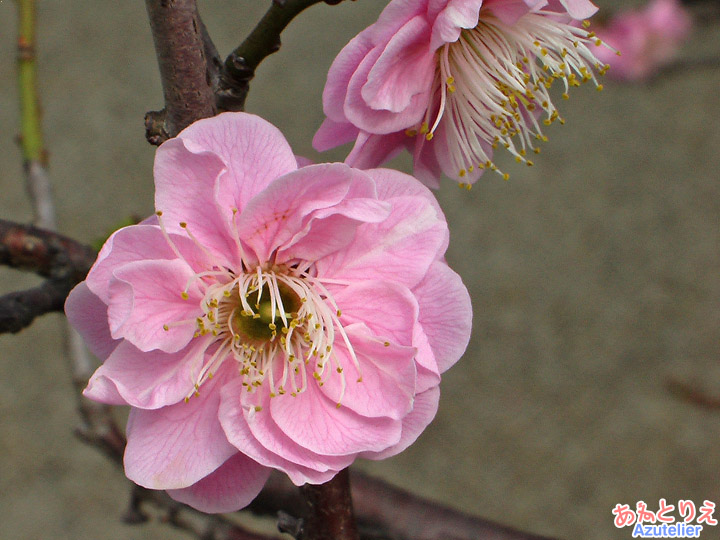 紅梅花アップ(葵梅林)