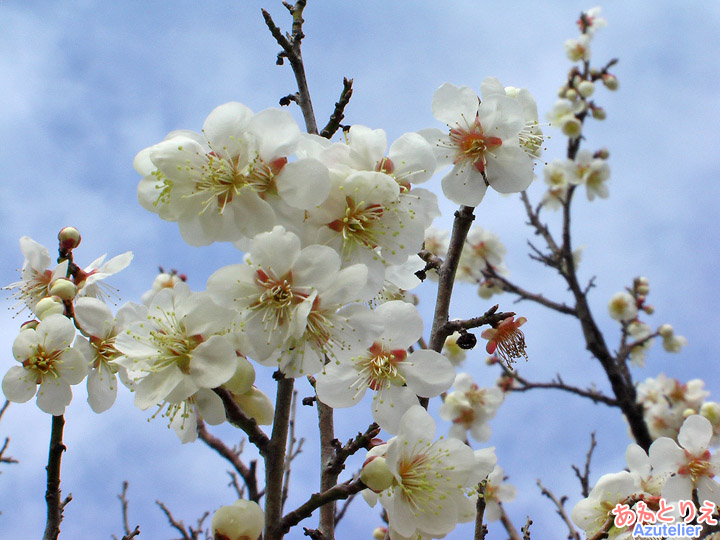 白梅花アップ(葵梅林)