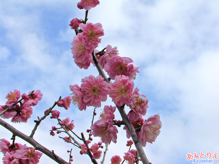 紅梅花アップ(葵梅林)