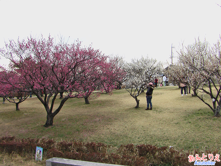 紅梅と白梅(葵梅林)