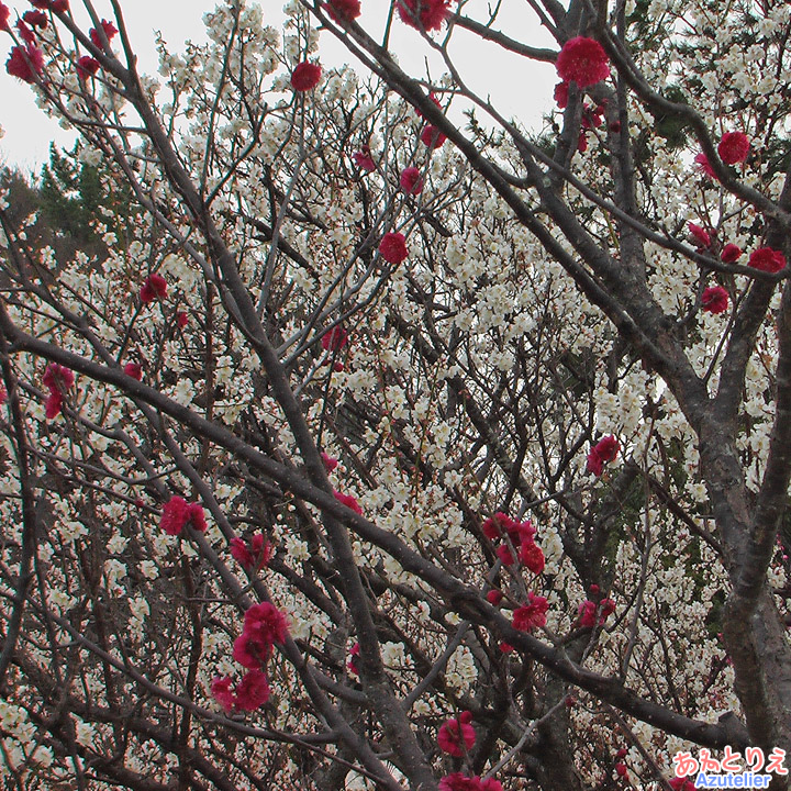 白梅の中に真っ赤な梅の花ポツポツ(葵梅林)