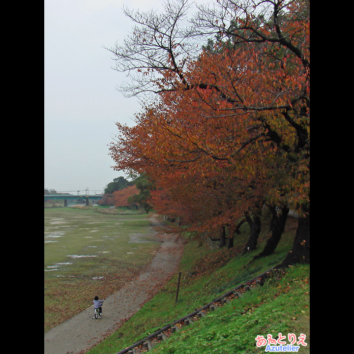 秋の乙川