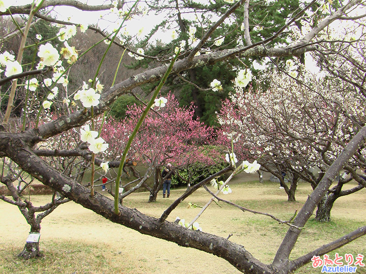 白梅向こうは紅梅(葵梅林)