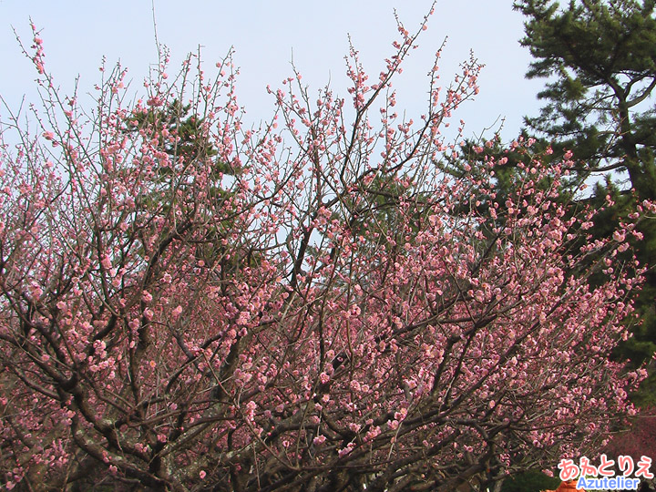 紅梅(葵梅林)