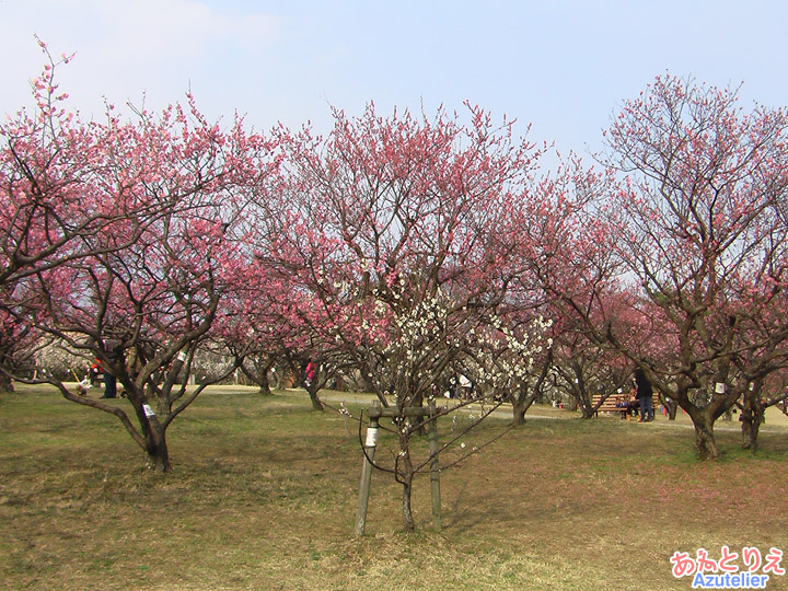 紅梅に囲まれた南高梅(葵梅林)